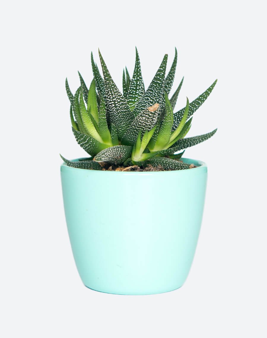 Pot For Plant